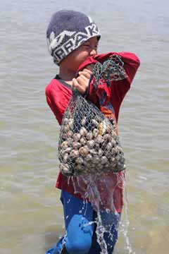 Harvesting Shells