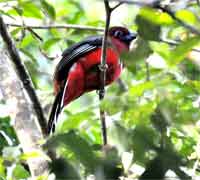 Koh Chang Bird Watching trip