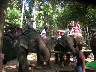 Koh Chang Elephant Trek with Ban Kwan Chang
