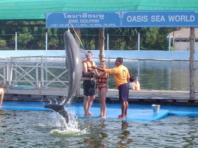 Swim with Dolphins from Koh Chang